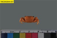 藏品(乳白南方招潮蟹)的圖片